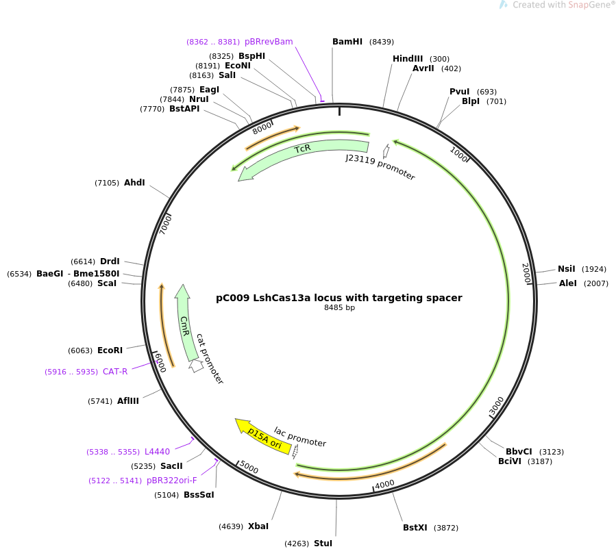 pC009 LshCas13a locus with targeting spacer质粒图谱